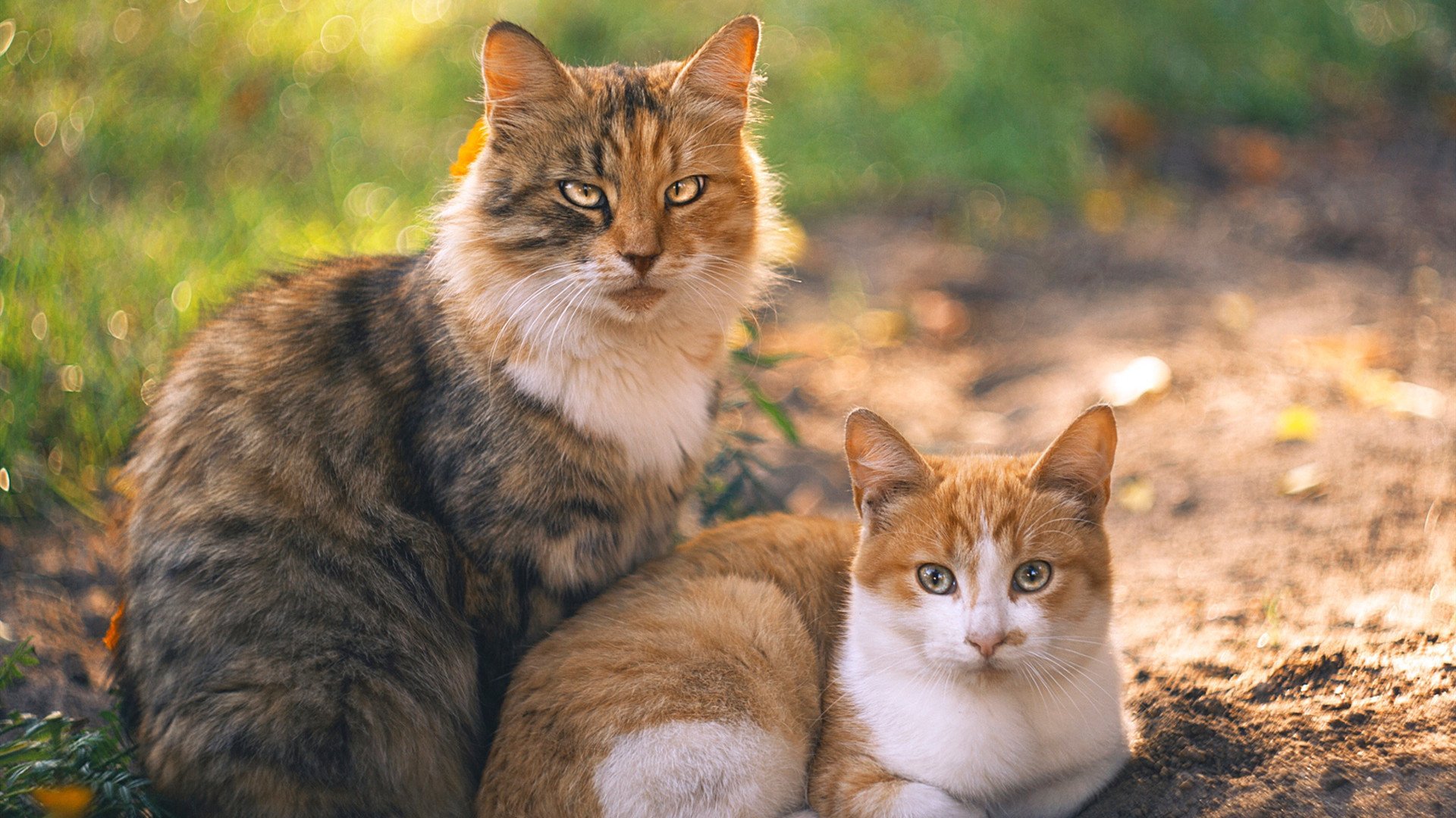 全国儿童体操比赛，童趣与专业的完美结合，少儿体操冠军